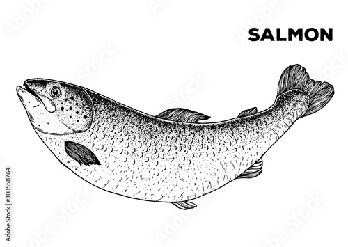 Salmon fish sketch. Hand drawn vector illustration. Seafood design element for packaging. Engraved style illustration. Can used for packaging design. Salmon fish label.