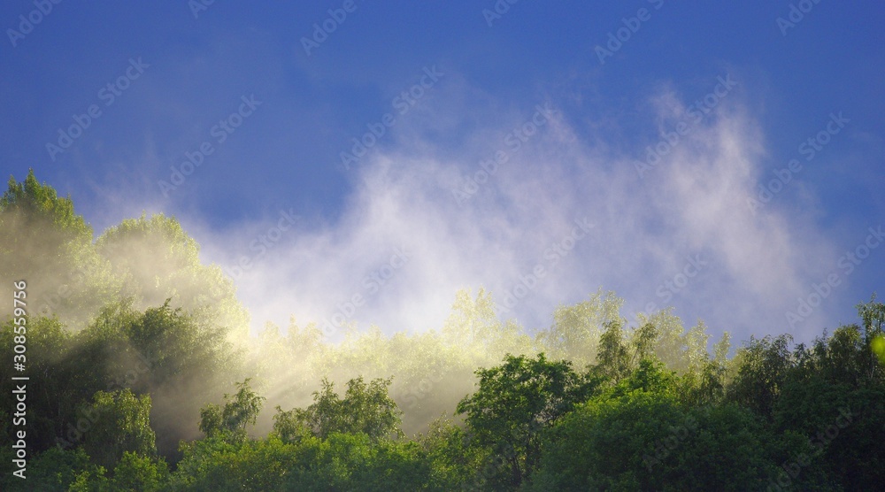 Fototapeta premium Mist rises over the forest after the rain