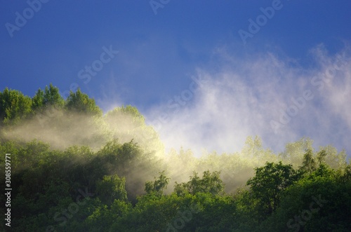 Mist rises over the forest after the rain © catcha