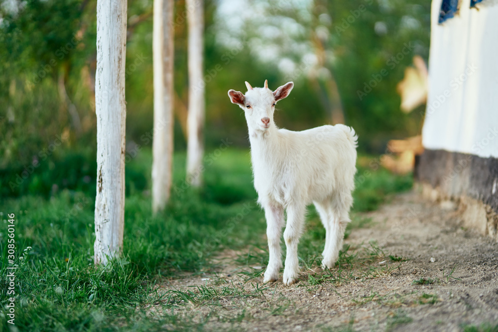 Obraz premium white goat on a meadow