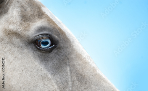 blue eye of a gold buckskin akhal-teke horse closeup detail photo