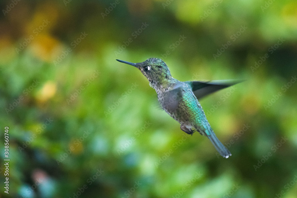 Naklejka premium Colibri du Chili en vol stationnaire