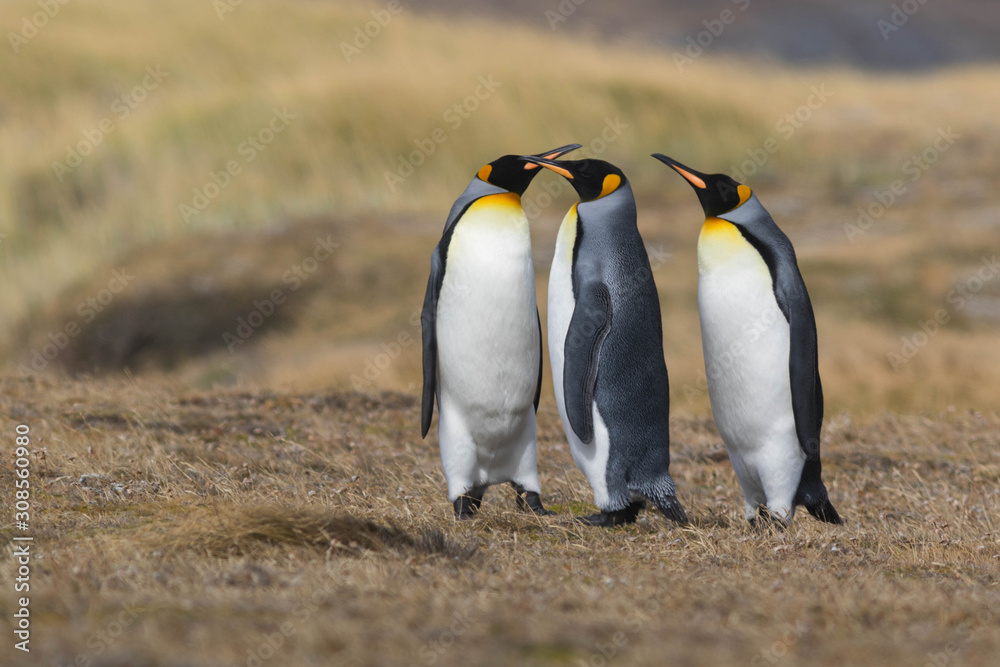 Fototapeta premium Manchot Royal, Patagonie