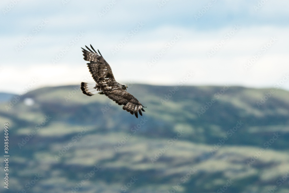 Naklejka premium The rough legged buzzard/buteo lagopus photographed in flight. Birds of prey, predators, wildlife and nature concept.