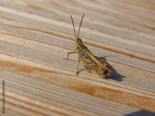 grasshopper on decking