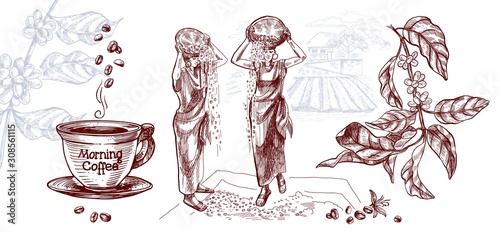 Coffee harvesting. Women are grain drying. Vector illustration in sketch style.