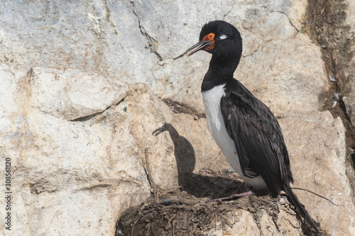 Cormoran de Magellan