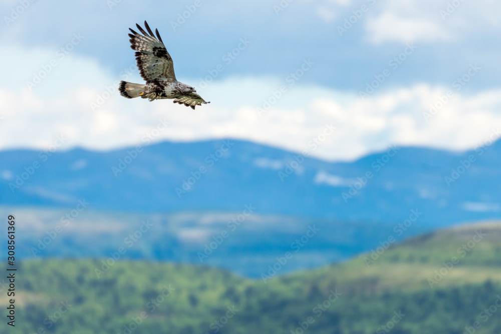 Fototapeta premium The rough legged buzzard/buteo lagopus photographed in flight. Birds of prey, predators, wildlife and nature concept.