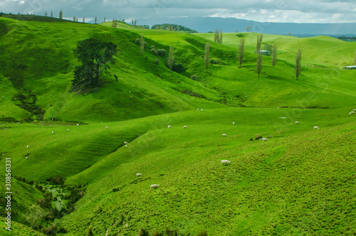 New Zealand - Matamata - land of the hobbits