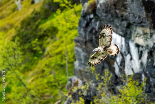 The rough legged buzzard/buteo lagopus photographed in flight. Birds of prey, predators, wildlife and nature concept.