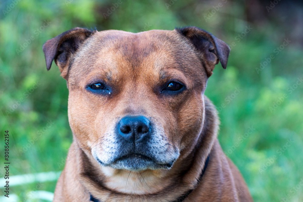 Portrait of beautiful golden staffordshire bull terrier outdoors in natural environments. Dog, pet, terrier and animal photography concept.