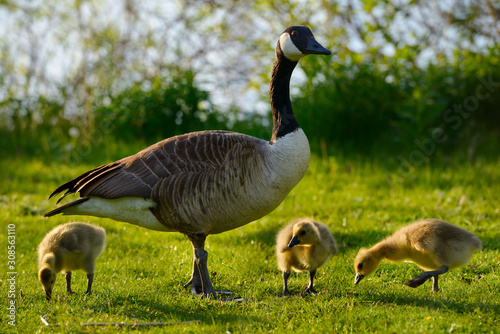 Fototapet Protective parent Canada Goose with three goslings on Toronto Island with Lake O