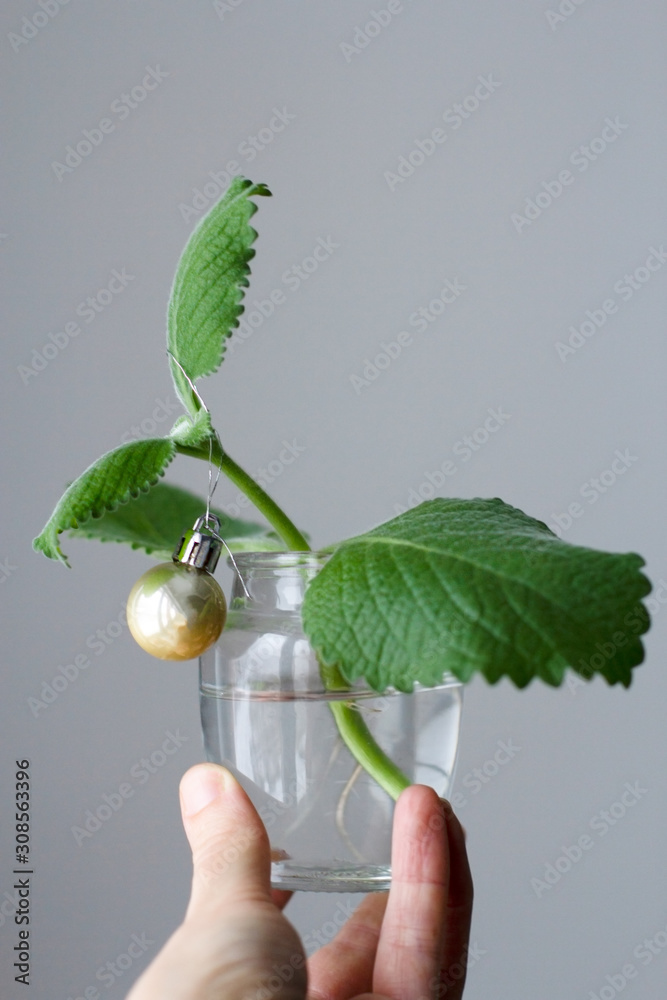 a glass jar with a mint sprout that has taken root in the water decorated with a new year's yellow ball in a person's hand