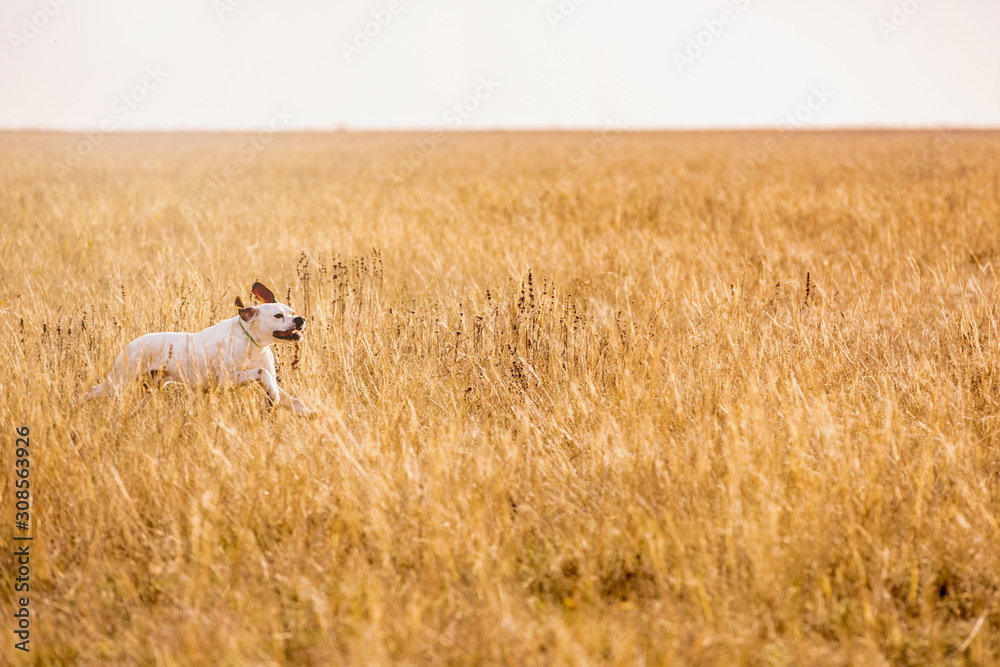 Pointer dog hunting. Dog run on field trial, outdoors, horizontal. Pointer dog hunting. Dog run on field trial, outdoors, horizontal.