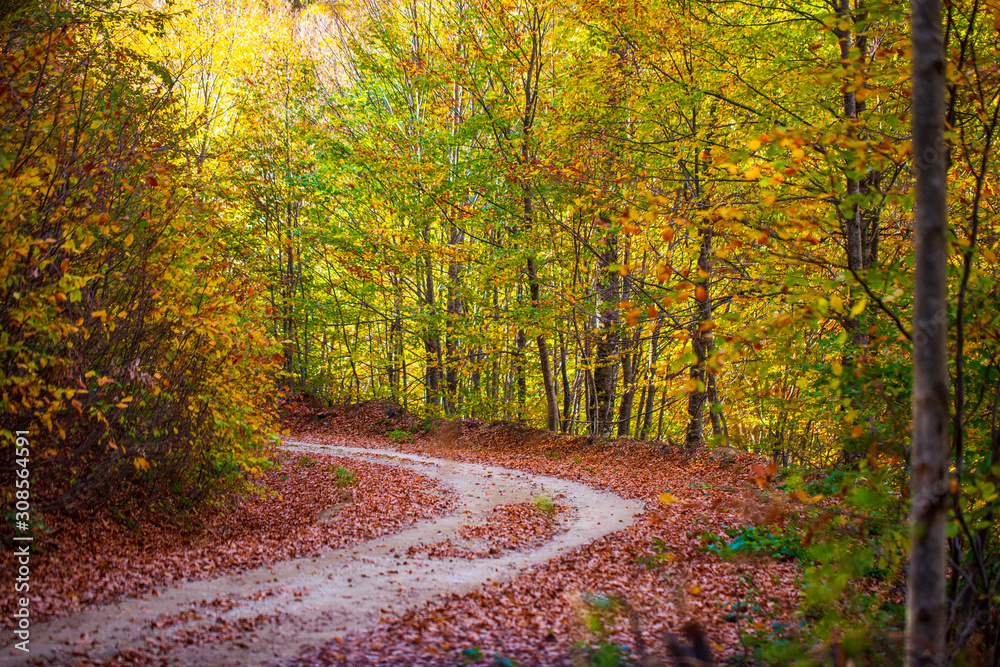 Obraz premium road in autumn forest