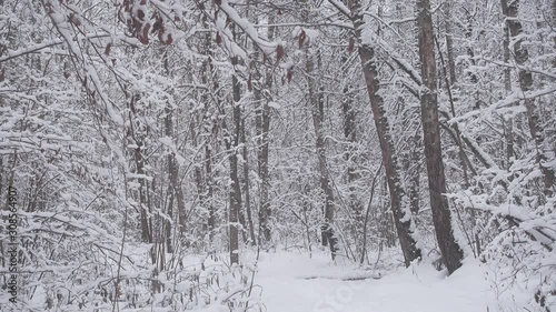 Wallpaper Mural Beautiful winter forest, fresh white snow falls. Torontodigital.ca