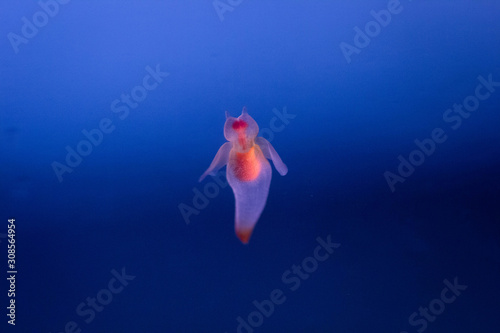 Photograph of clione in blue gradation sea | Angel of drift ice, aquarium photo