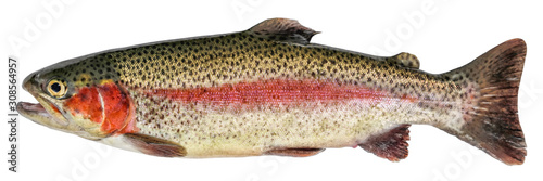 Rainbow trout fish isolated on white background. Side view
