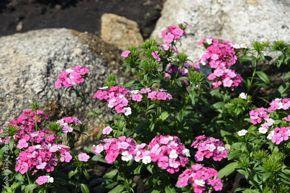 Obraz premium Beautiful flowers in the garden Blooming in the summer.Landscaped Formal Garden 