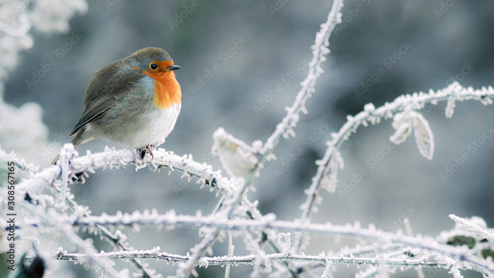 Christmas robin