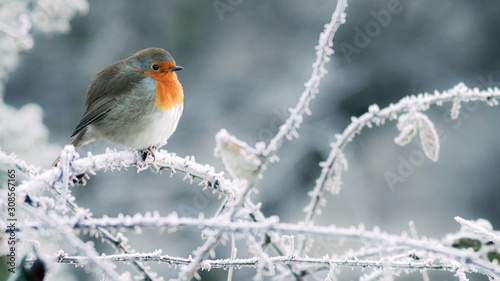 Fényképezés Christmas robin
