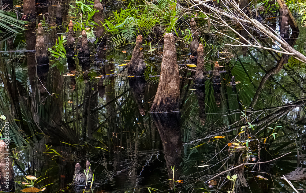 Knees in Swamp Knees in Swamp