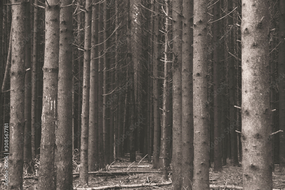 Naklejka premium Trees in dark forest