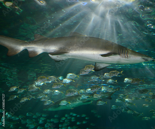 Sand Tiger Sharks swimming with Lookdown Fish with sunlight streaming from the surface