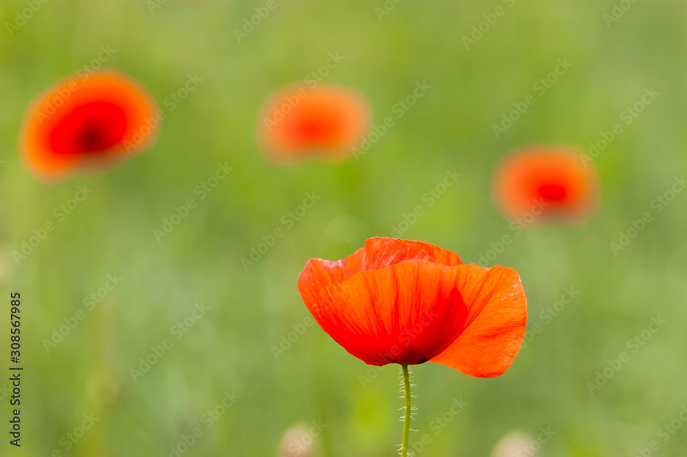 Obraz premium Summer field of poppies. Four wild red flower on the green meadow.