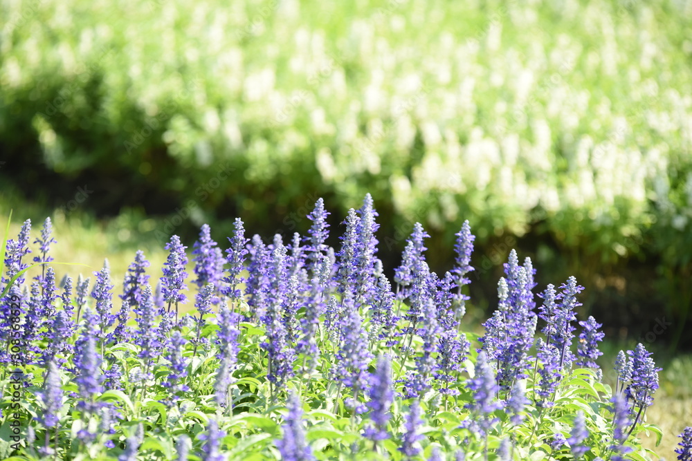 Obraz premium Beautiful flowers in the garden Blooming in the summer.Landscaped Formal Garden 