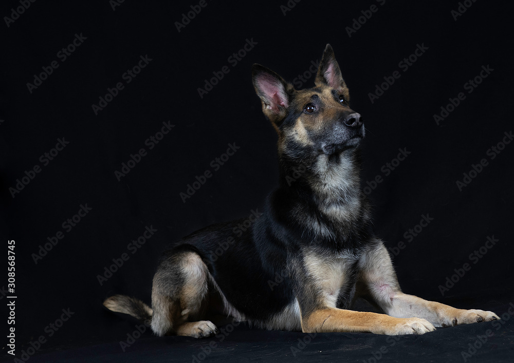 GSD GSD