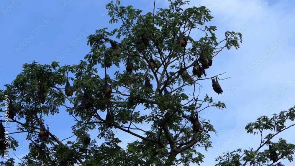 Lyle's Flying Fox hanging on tree Lyle's Flying Fox hanging on tree