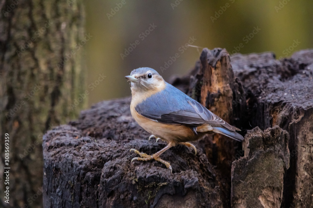 Fototapeta premium nuthatch
