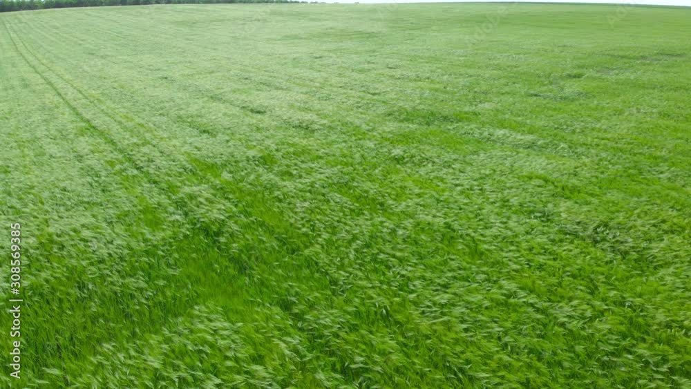 Ukraine. Countryside. Drone. Aerial view. The camera flies over a field with green wheat Ukraine. Countryside. Drone. Aerial view. The camera flies over a field with green wheat