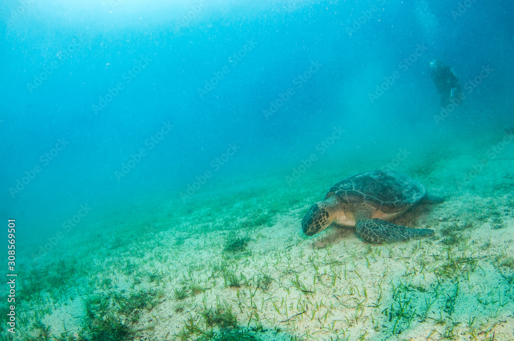 Fototapeta premium Turtle at Kas, Turkey