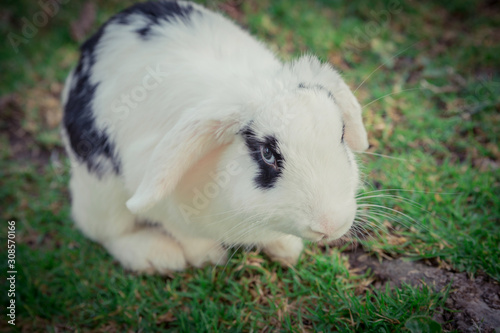 Conejo blanco y negro con orejas caídas. photo