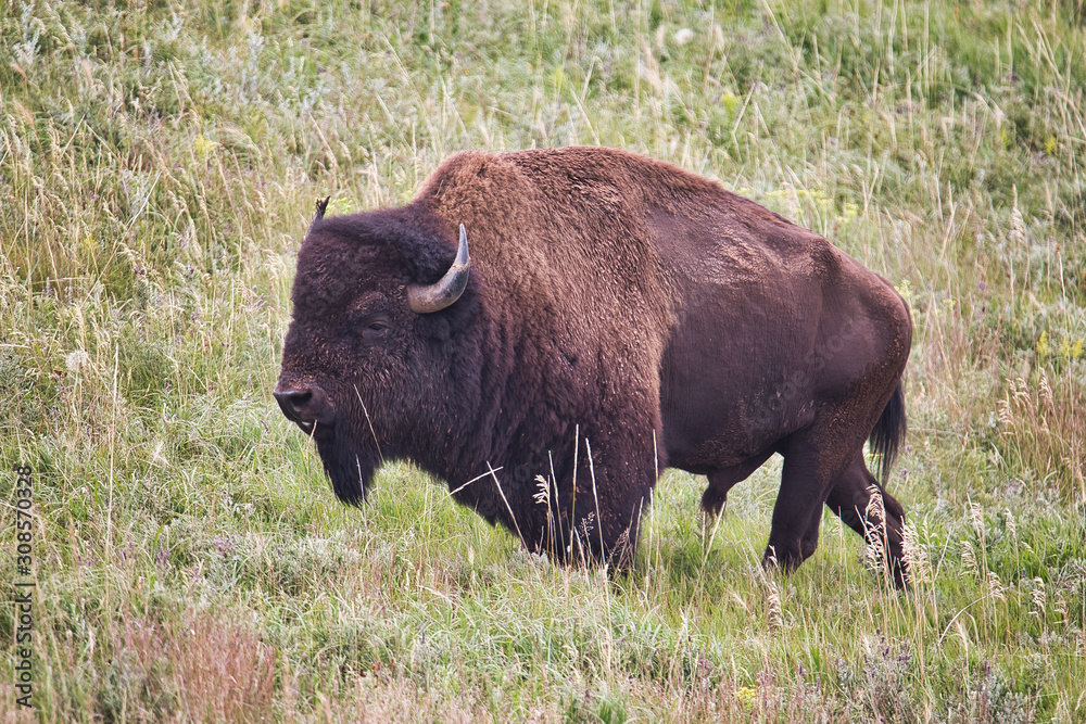 Bison Bulle im Custer State Park
