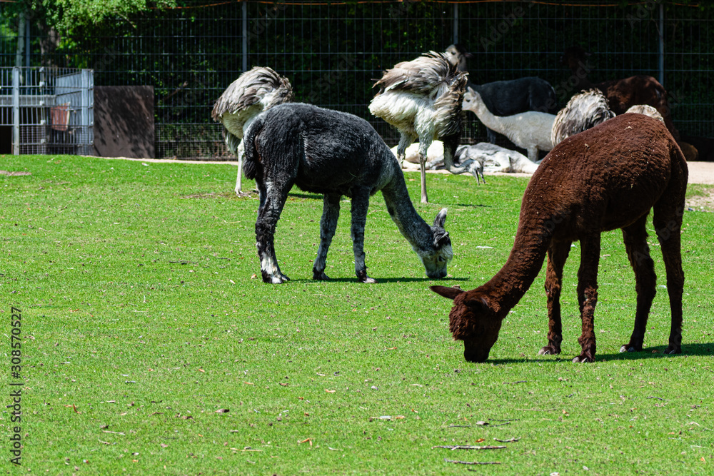 Fototapeta premium ALPACAS PASTING IN A GRASS