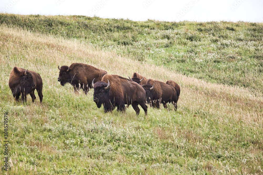 Gruppe Bisons im Custer State Park