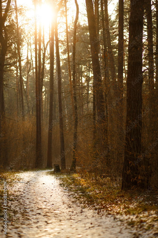 Obraz premium Road in a pine forest on a Sunny spring day. The icy path with footprints and skis glistens in the warm rays of the sun.