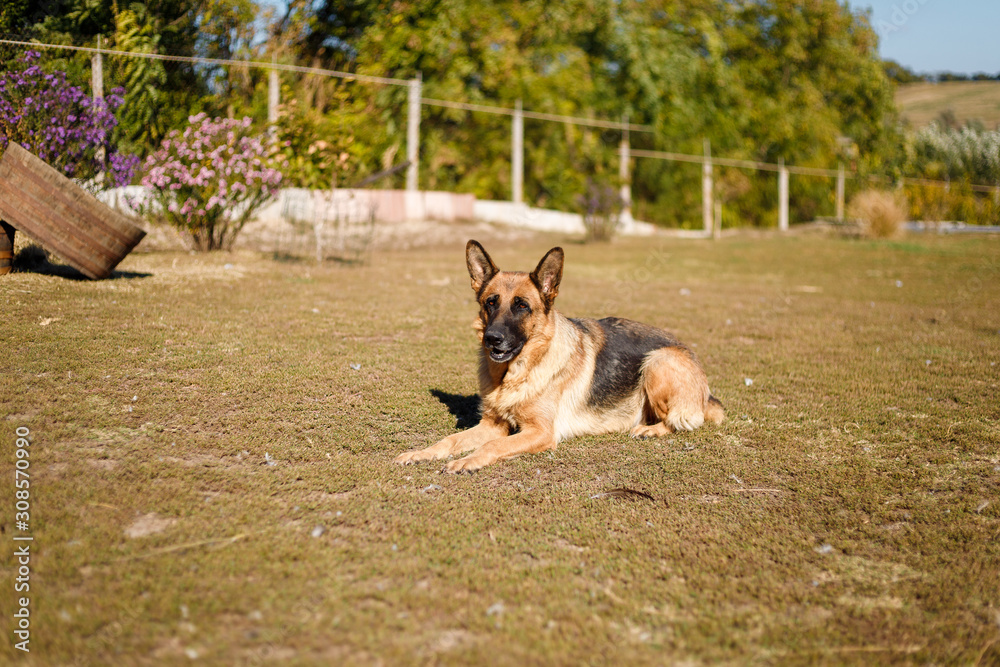 German shepherd dog lying on the ground outdoors in summer. Nature landscape with greens and flowers on the background. German shepherd dog lying on the ground outdoors in summer. Nature landscape with greens and flowers on the background.