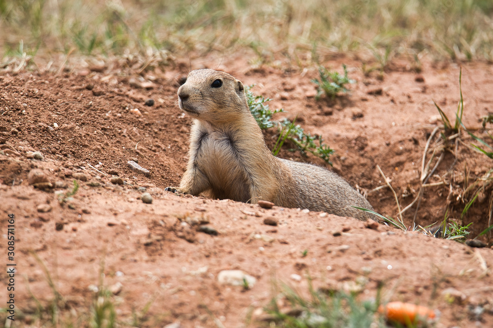 Prairie Hund im Custer State Park Prairie Hund im Custer State Park