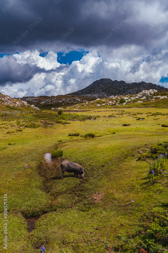 Wild pig on the plateau of Coscione in Corsica