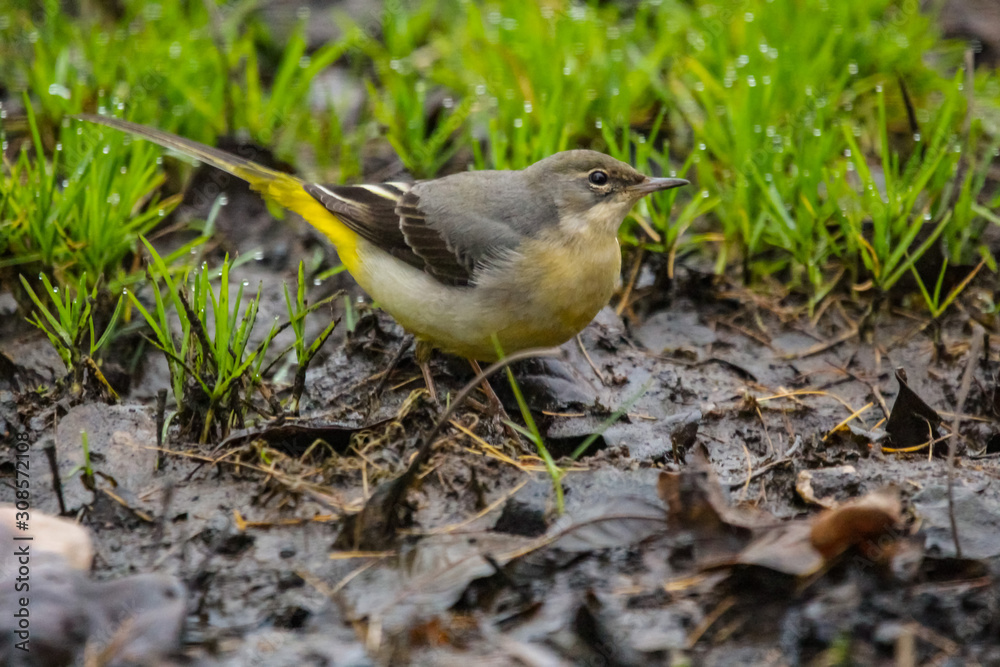 Fototapeta premium grey wagtail