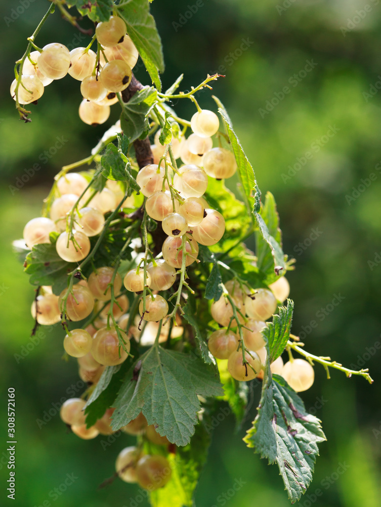 Obraz premium Ripe white currants in the garden, selective focus