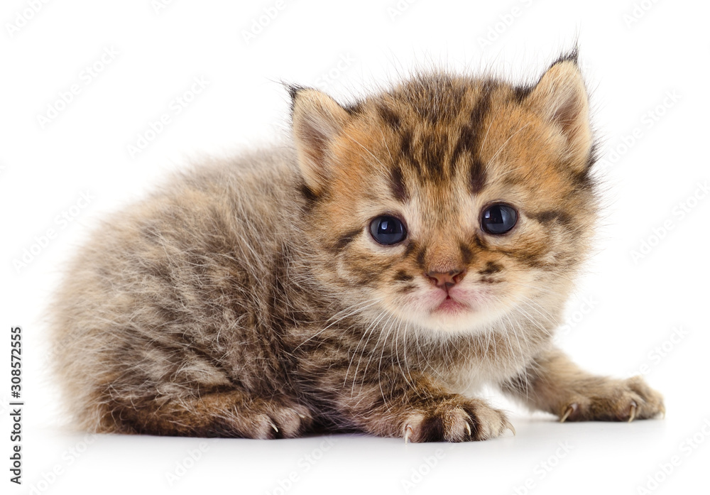Obraz premium Kitten on white background.