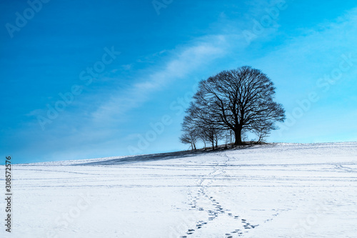 Lonely tree in the snowy hill, Beskydy, Mosty u Jablunkova, Czech Republic