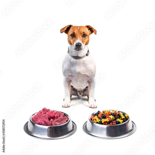 Jack russel terrier with different food in metal plate isolated on white background. Dog food choice concept © Ivan Kmit