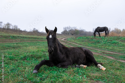 horses graze in the field. one is close up, the second is eating grass in the distance © Олег Кононов