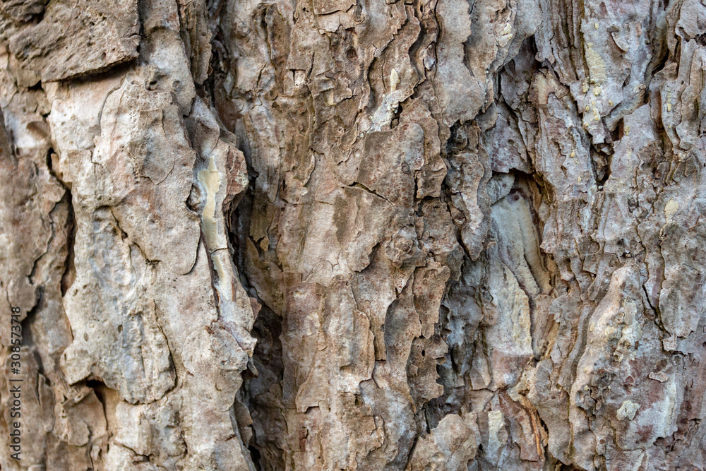 Tree bark of austrian pine or black pine (Pinus nigra), close up